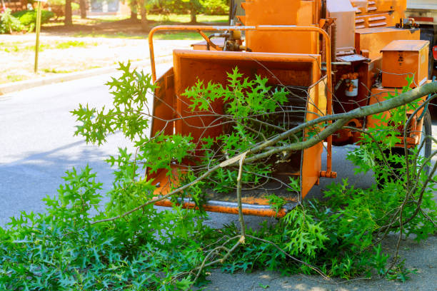 Best Tree Clearing Services  in Coweta, OK